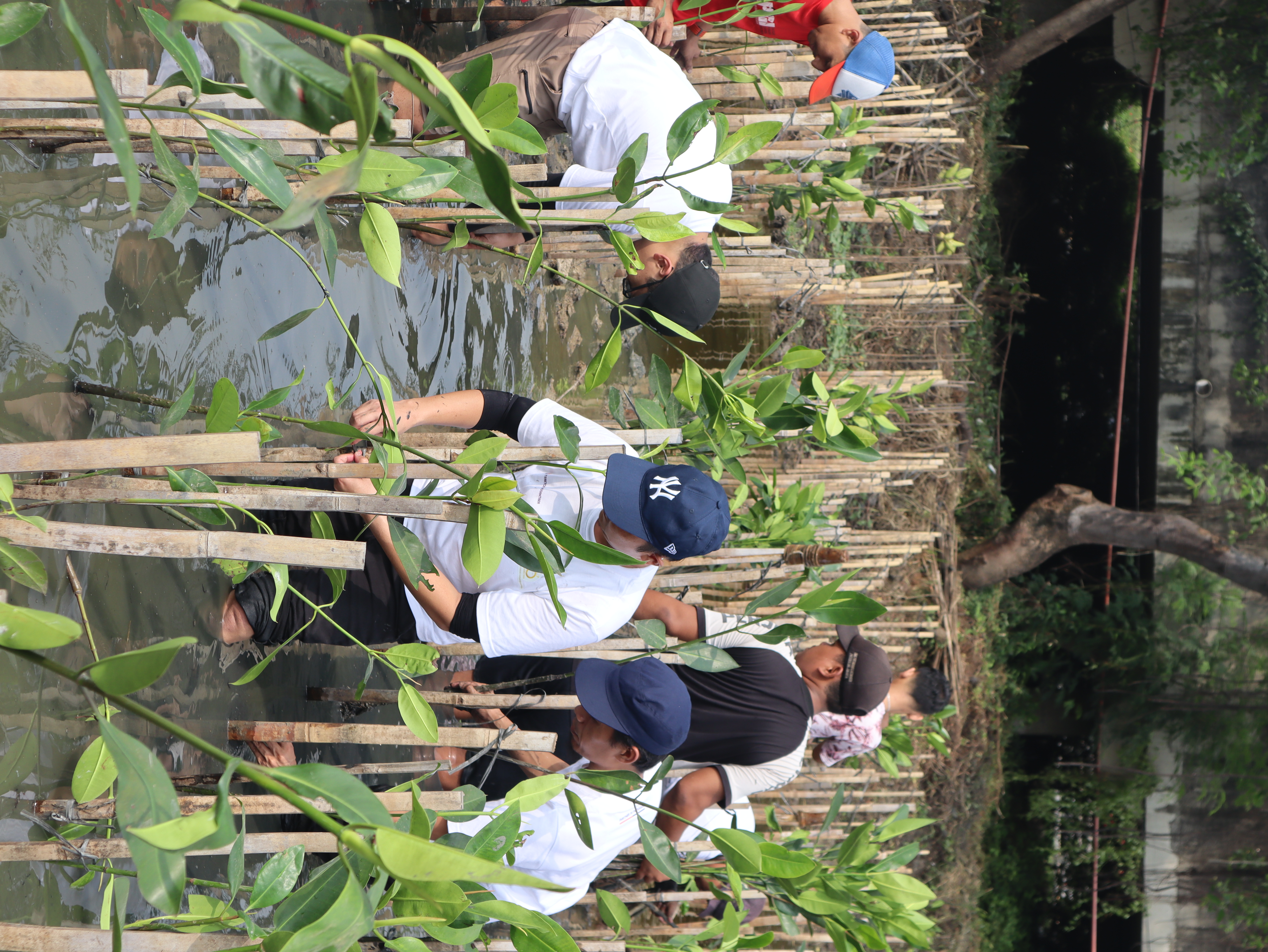 4. knews edisi w2 juni 2024 traknus tanam 500 bibit mangrove dukung hari lingkungan hidup sedunia